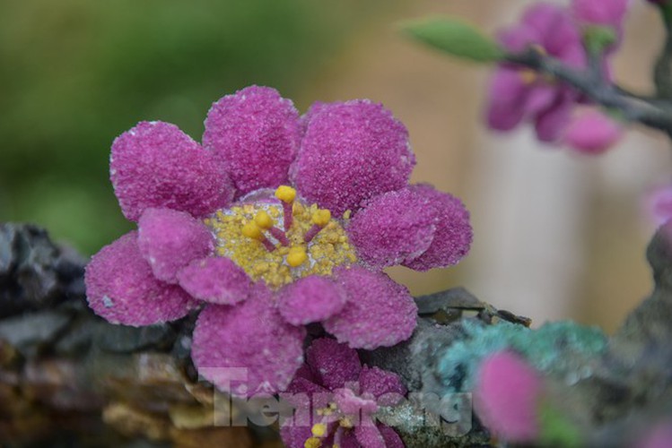 stunning gemstone peach tree goes on sale in hanoi ahead of tet hinh 8