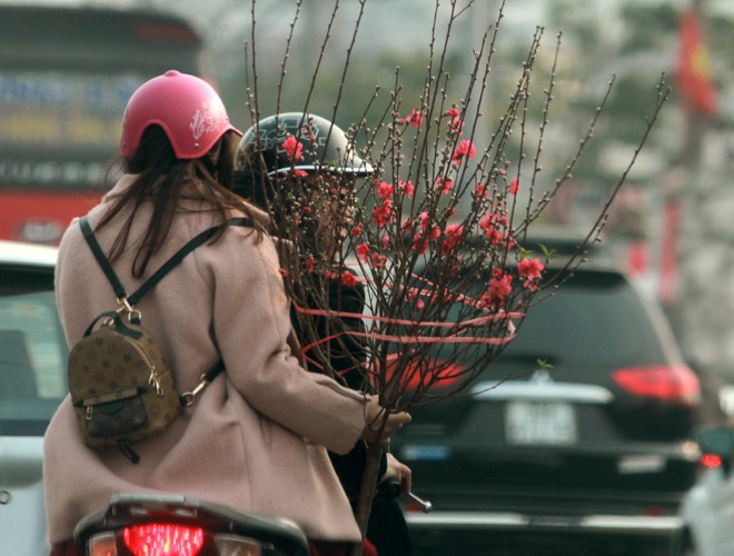 first signs of spring beauty spotted on hanoi streets hinh 10