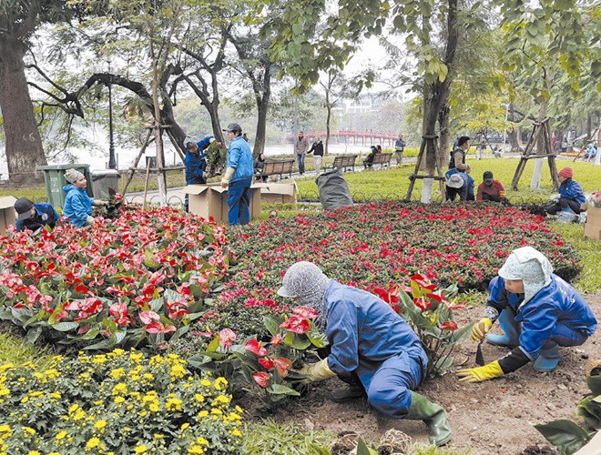 first signs of spring beauty spotted on hanoi streets hinh 4