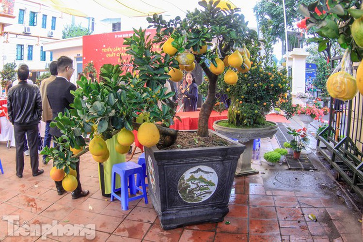 craftsman prepare unique ornamental trees ahead of year of rat hinh 10