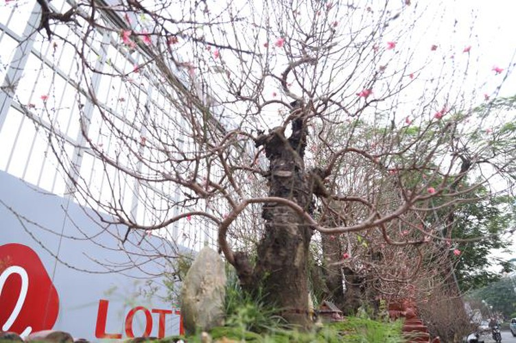craftsman prepare unique ornamental trees ahead of year of rat hinh 4
