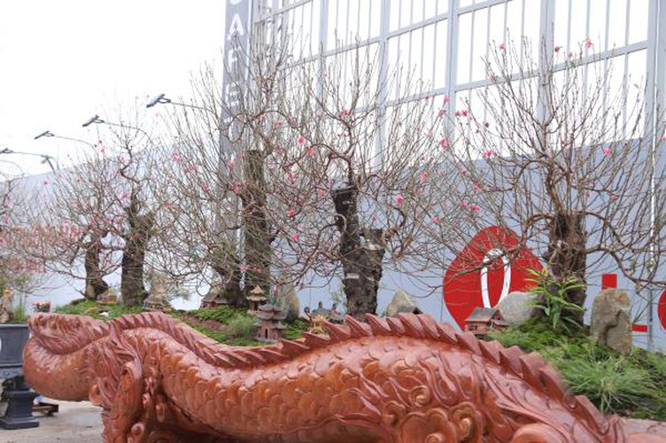 craftsman prepare unique ornamental trees ahead of year of rat hinh 5