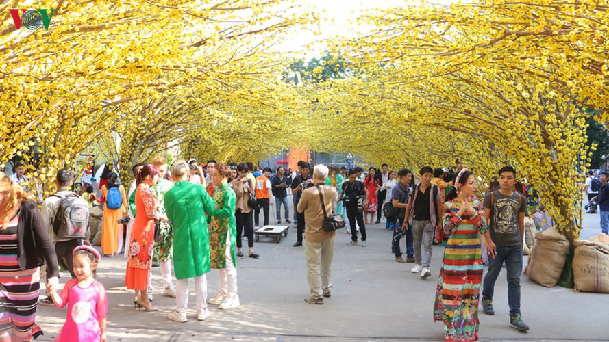 visitors to hcm city in awe of streets covered in apricot blossoms hinh 1