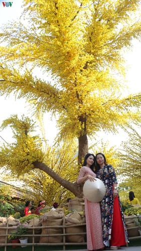 visitors to hcm city in awe of streets covered in apricot blossoms hinh 2