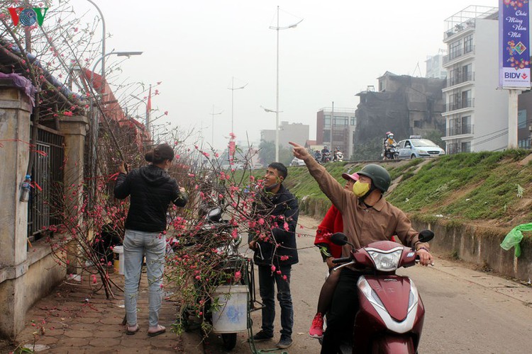 quang an flower market bustling with trade as tet looms hinh 10