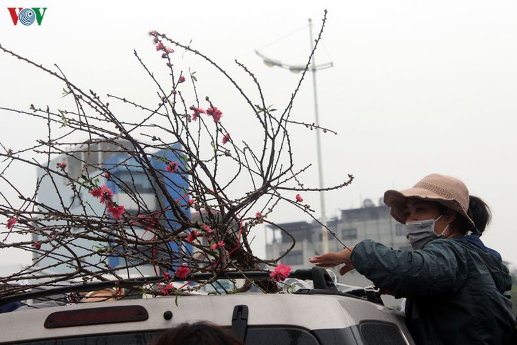 quang an flower market bustling with trade as tet looms hinh 15