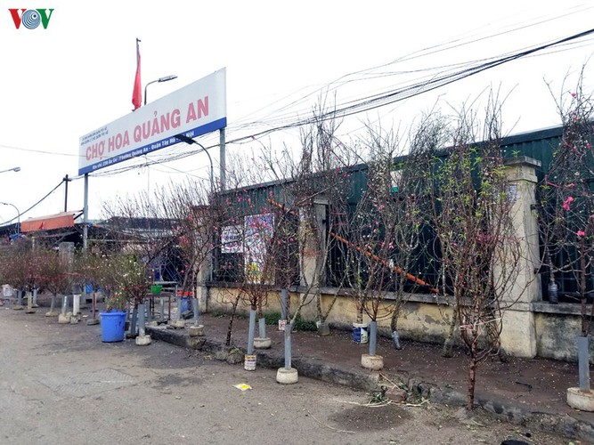 quang an flower market bustling with trade as tet looms hinh 1