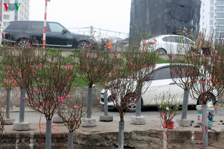 quang an flower market bustling with trade as tet looms hinh 2