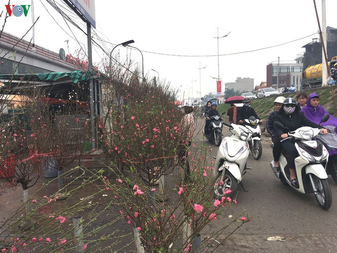 quang an flower market bustling with trade as tet looms hinh 3