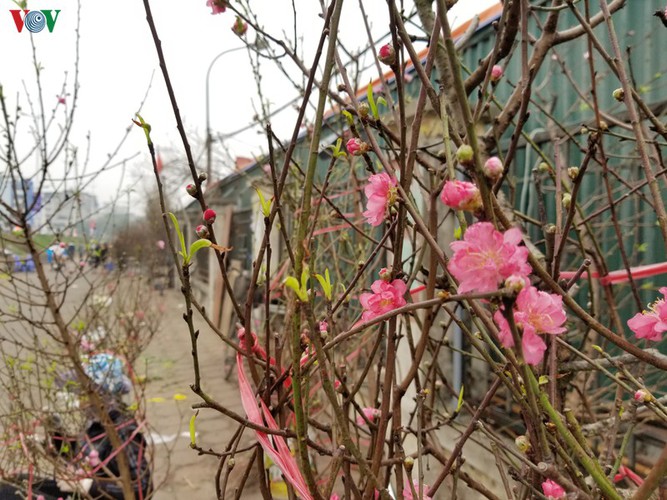 quang an flower market bustling with trade as tet looms hinh 6