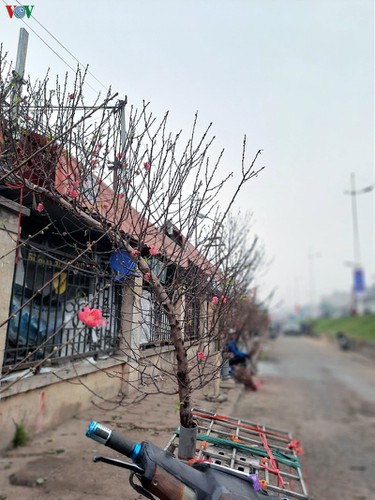 quang an flower market bustling with trade as tet looms hinh 7