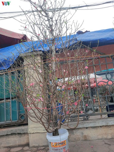 quang an flower market bustling with trade as tet looms hinh 8