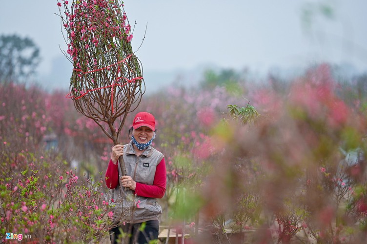 a view of the spectacular peach blossoms in nhat tan flower village hinh 10