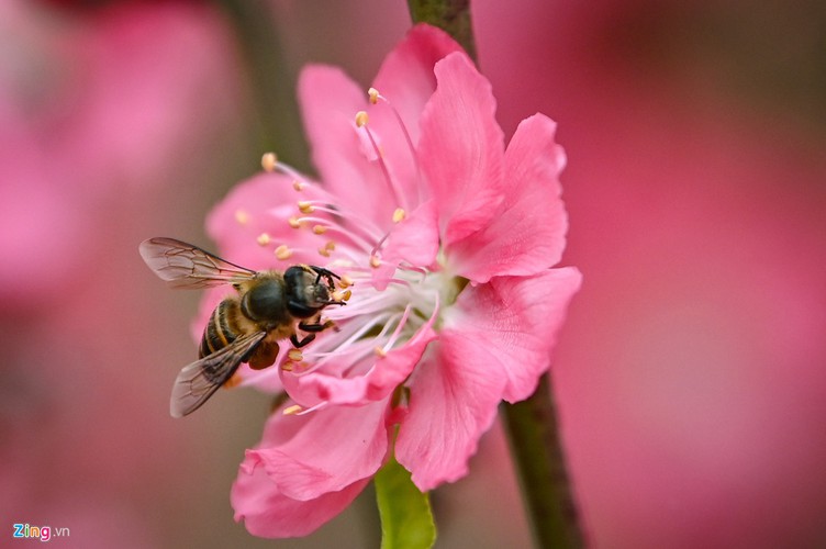 a view of the spectacular peach blossoms in nhat tan flower village hinh 11