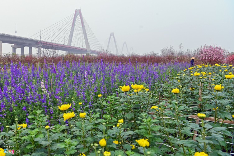 a view of the spectacular peach blossoms in nhat tan flower village hinh 1