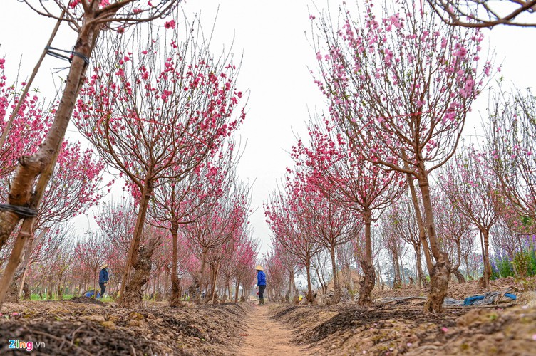 a view of the spectacular peach blossoms in nhat tan flower village hinh 2