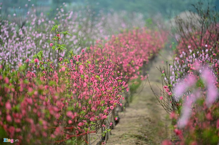 a view of the spectacular peach blossoms in nhat tan flower village hinh 3