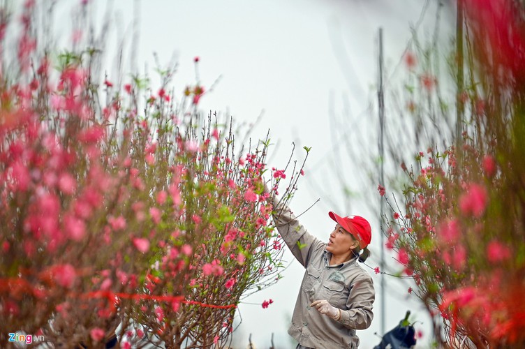 a view of the spectacular peach blossoms in nhat tan flower village hinh 4