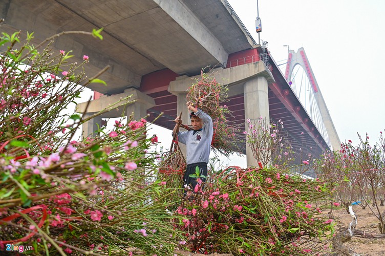 a view of the spectacular peach blossoms in nhat tan flower village hinh 5