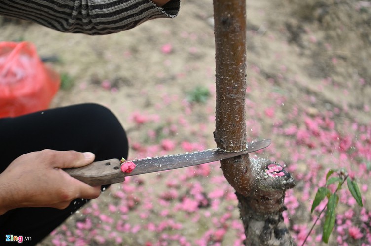 a view of the spectacular peach blossoms in nhat tan flower village hinh 6