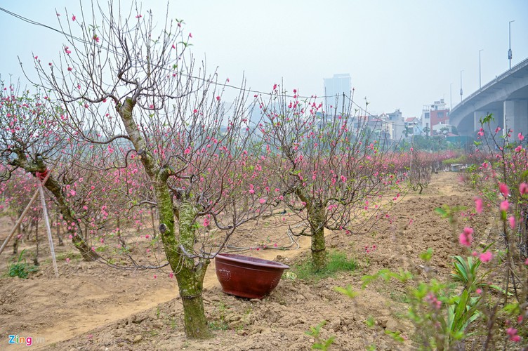 a view of the spectacular peach blossoms in nhat tan flower village hinh 7