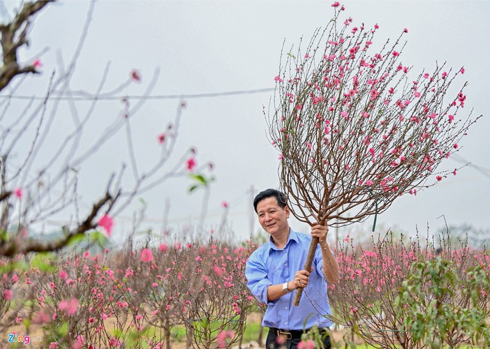 a view of the spectacular peach blossoms in nhat tan flower village hinh 8