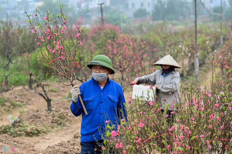 a view of the spectacular peach blossoms in nhat tan flower village hinh 9