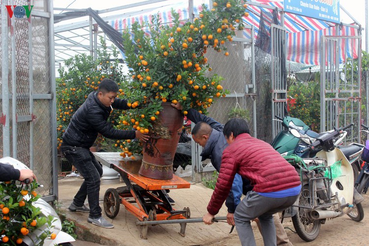 tu lien village bustles with trade ahead of tet hinh 13