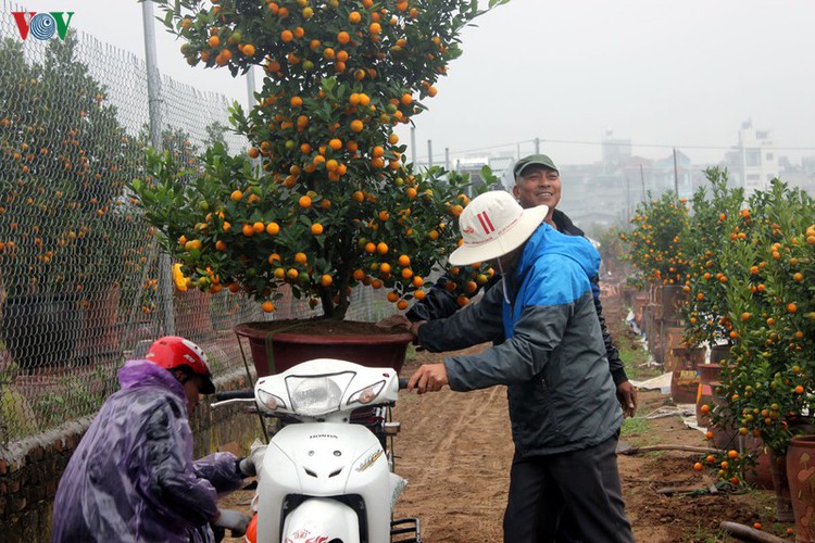 tu lien village bustles with trade ahead of tet hinh 4