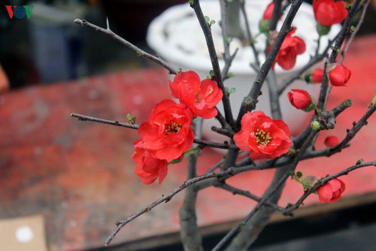 hang luoc flower market proves to be a hit among customers ahead of tet hinh 10