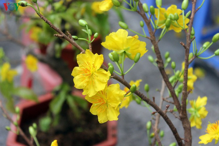 hang luoc flower market proves to be a hit among customers ahead of tet hinh 9