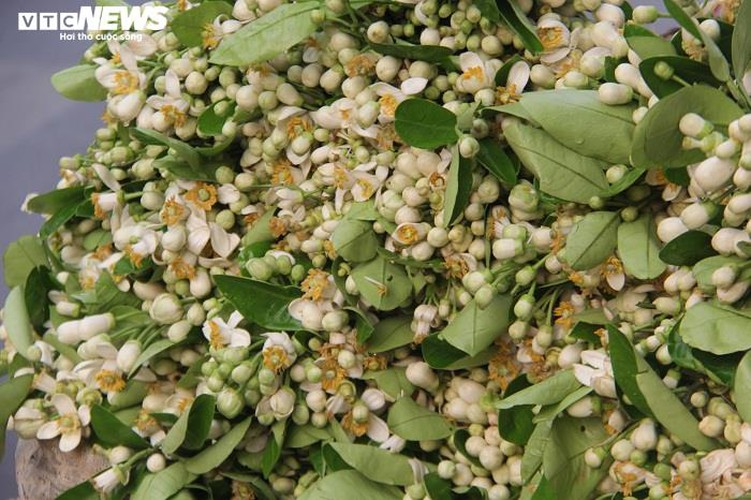 people across hanoi enjoy fresh scent of grapefruit flowers hinh 10