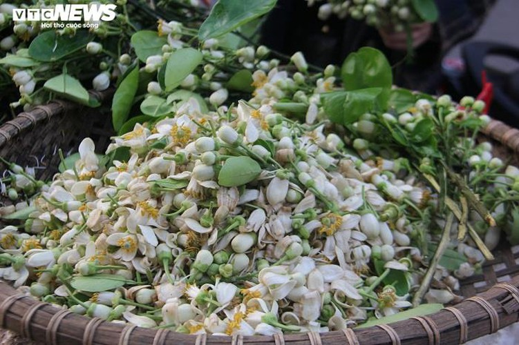 people across hanoi enjoy fresh scent of grapefruit flowers hinh 9