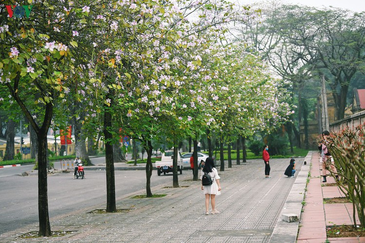 hanoi streets adorned with ban flowers in full bloom hinh 10