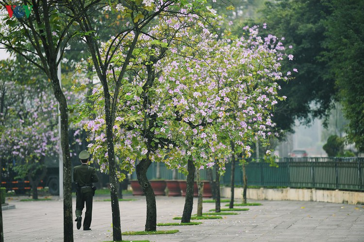 hanoi streets adorned with ban flowers in full bloom hinh 11