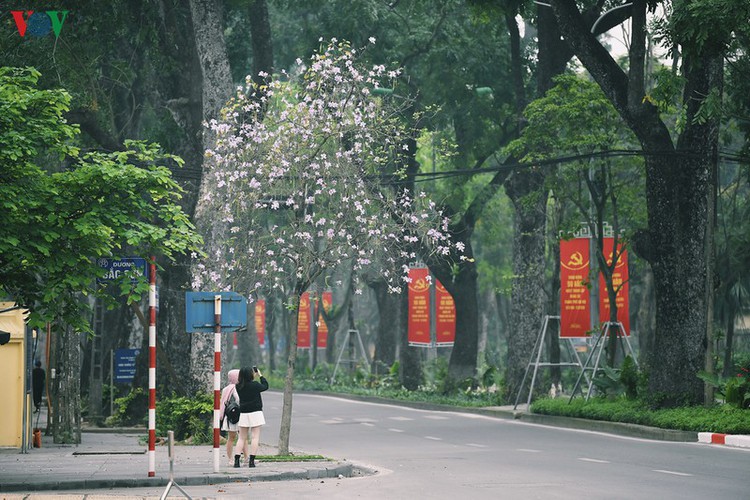 hanoi streets adorned with ban flowers in full bloom hinh 12