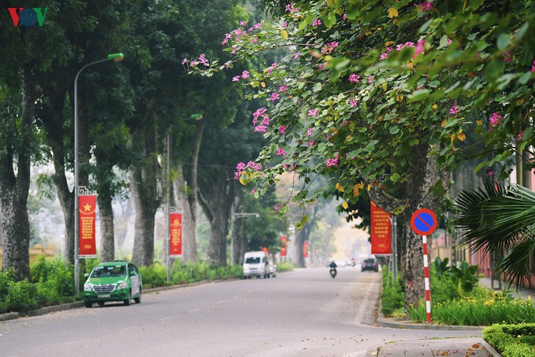 hanoi streets adorned with ban flowers in full bloom hinh 13