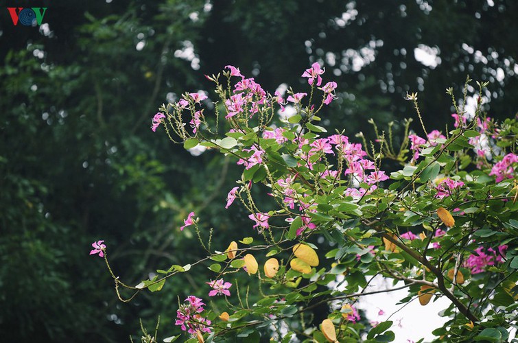 hanoi streets adorned with ban flowers in full bloom hinh 14