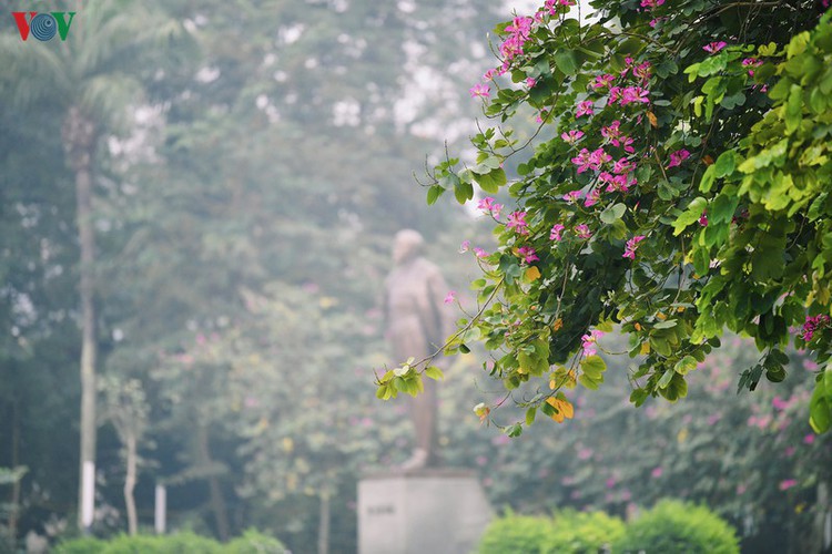 hanoi streets adorned with ban flowers in full bloom hinh 15