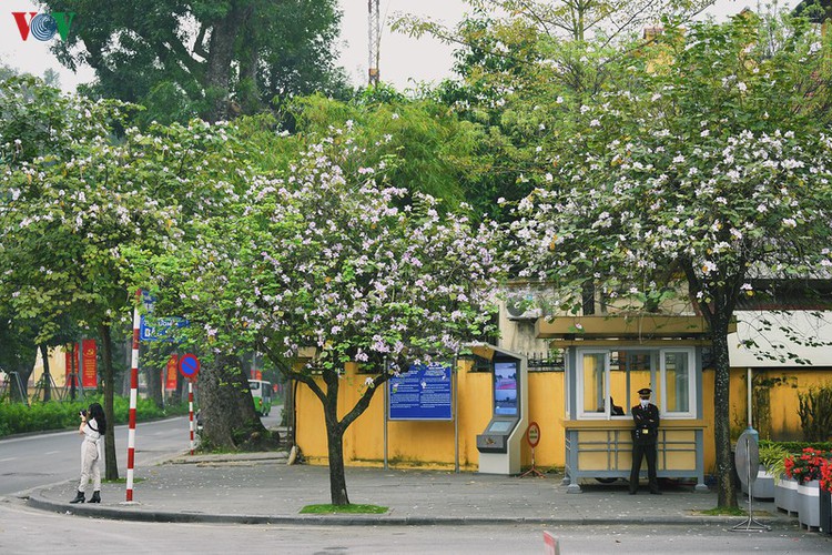 hanoi streets adorned with ban flowers in full bloom hinh 1