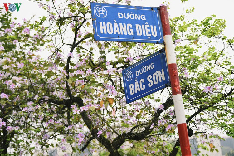 hanoi streets adorned with ban flowers in full bloom hinh 2