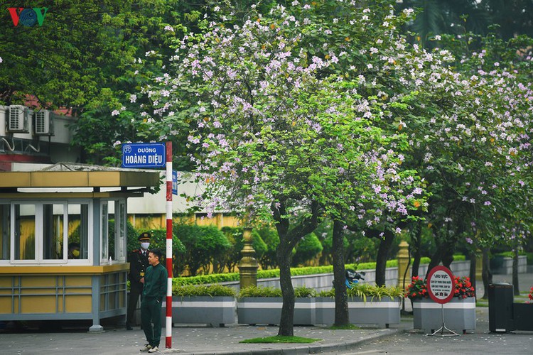 hanoi streets adorned with ban flowers in full bloom hinh 3