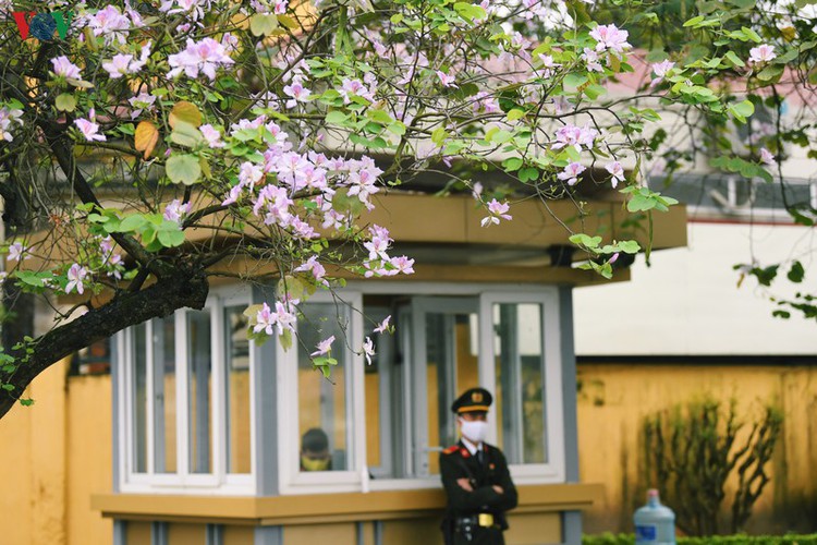 hanoi streets adorned with ban flowers in full bloom hinh 4