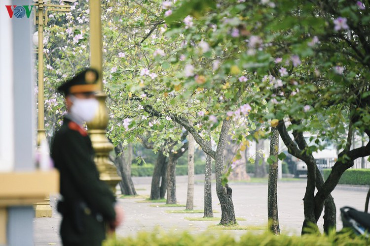 hanoi streets adorned with ban flowers in full bloom hinh 5