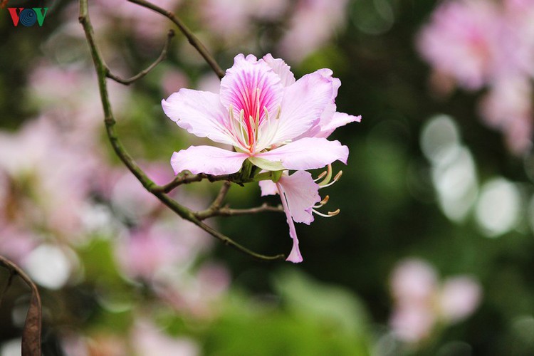 hanoi streets adorned with ban flowers in full bloom hinh 6