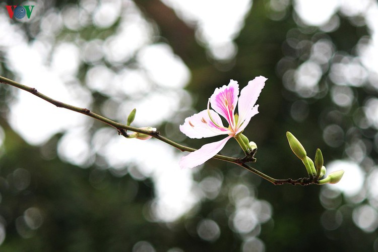 hanoi streets adorned with ban flowers in full bloom hinh 7