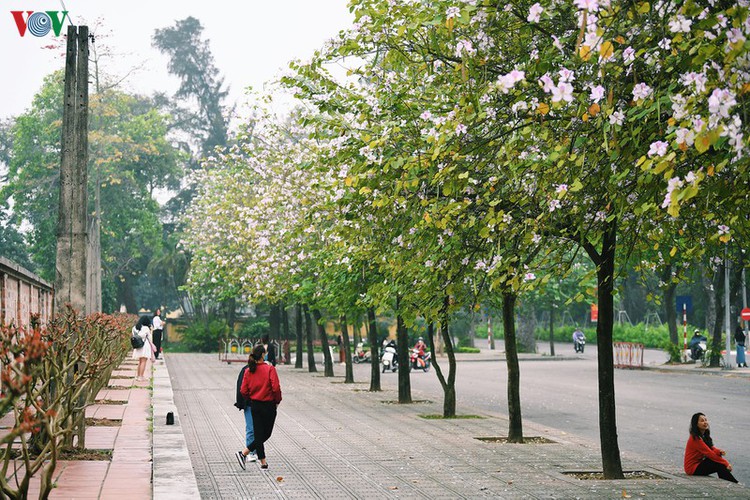 hanoi streets adorned with ban flowers in full bloom hinh 8