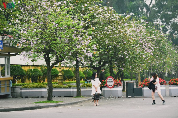 hanoi streets adorned with ban flowers in full bloom hinh 9