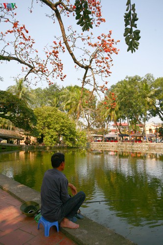 stunning red silk cotton trees spotted around old pagoda hinh 11