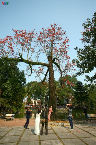 stunning red silk cotton trees spotted around old pagoda hinh 12